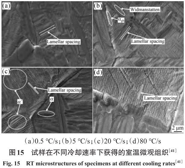 1710887920643955.jpg t15.jpg